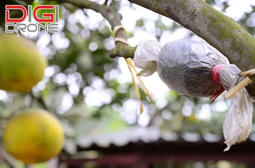 kỹ thuật chiết cành chanh