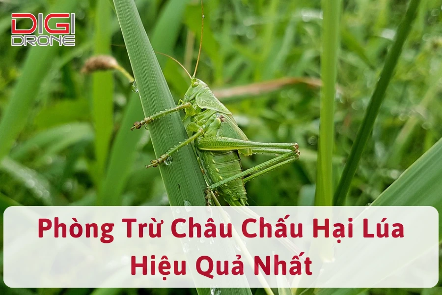 Dấu Hiệu Và Cách Phòng Trừ Châu Chấu Hại Lúa Hiệu Quả Nhất