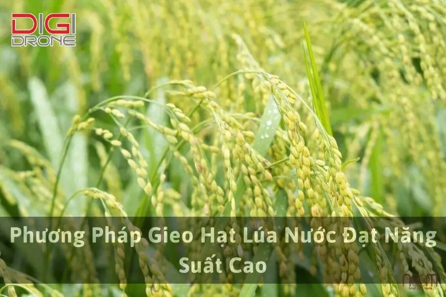 Phương Pháp Gieo Hạt Lúa Nước Đạt Năng Suất Cao