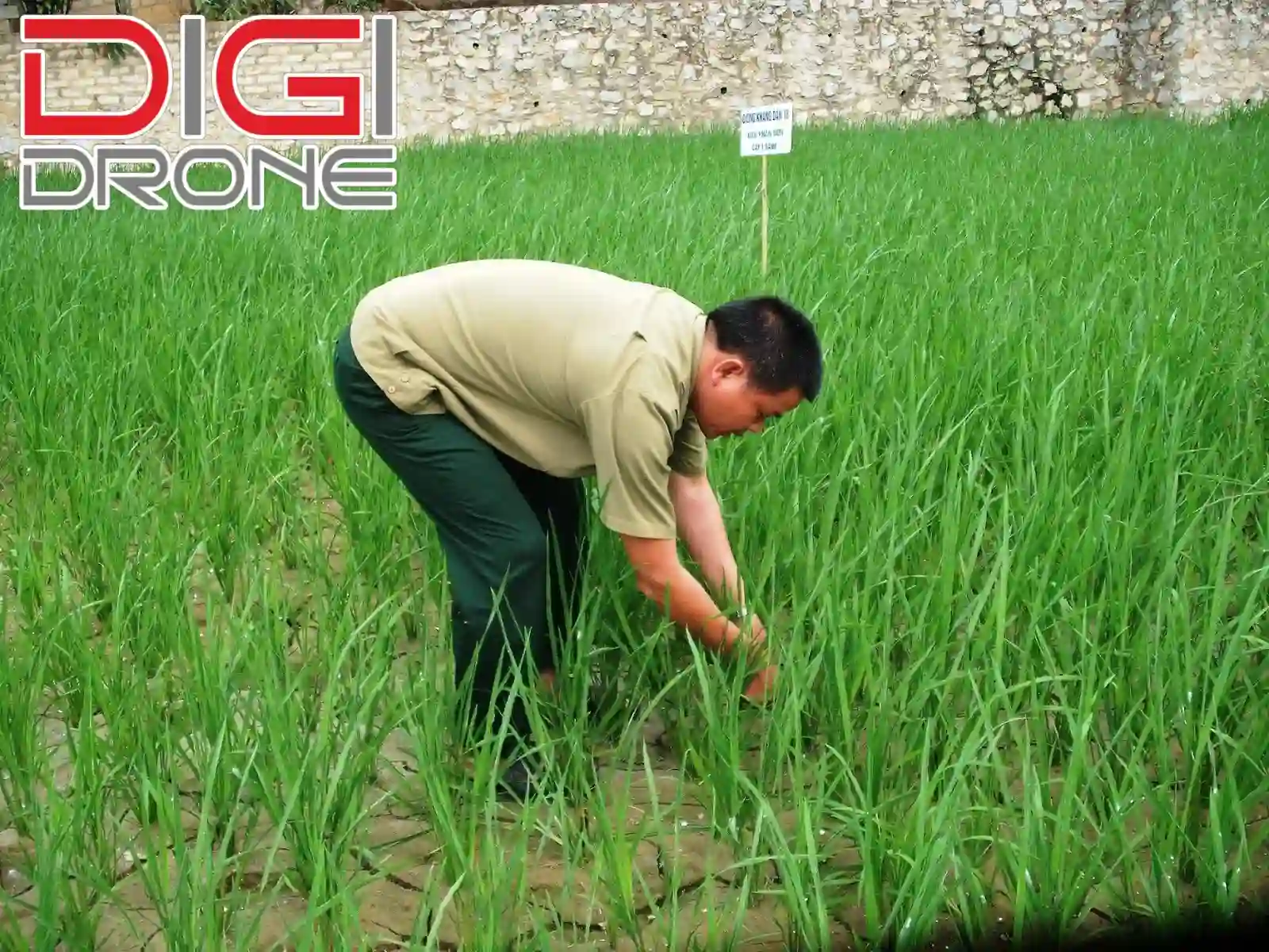 cách khắc phục lúa bị ngộ độc thuốc cỏ