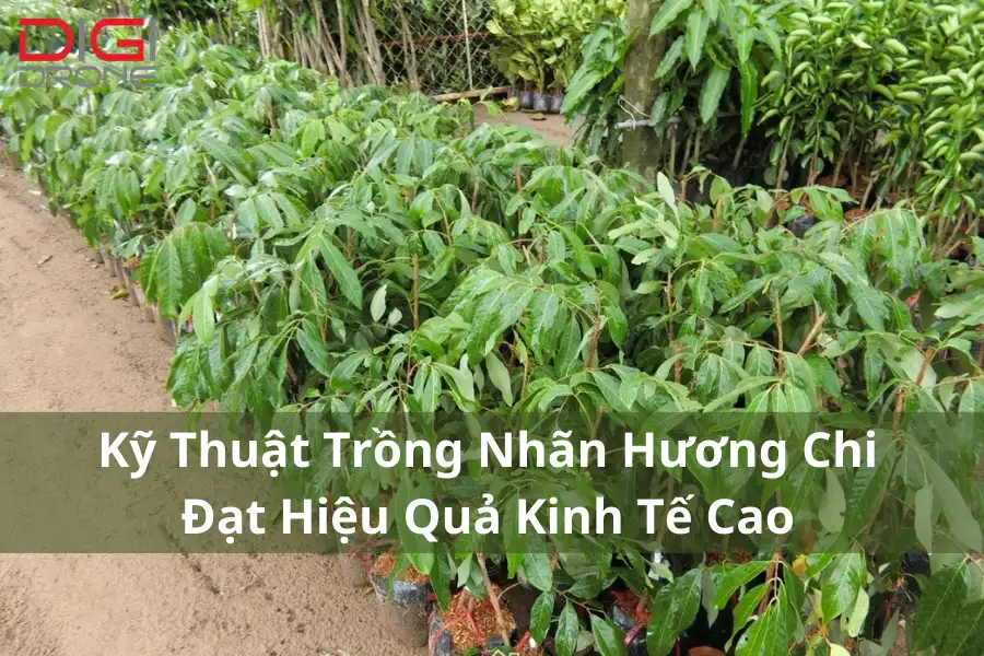  Kỹ Thuật Trồng Nhãn Hương Chi Đạt Hiệu Quả Kinh Tế Cao