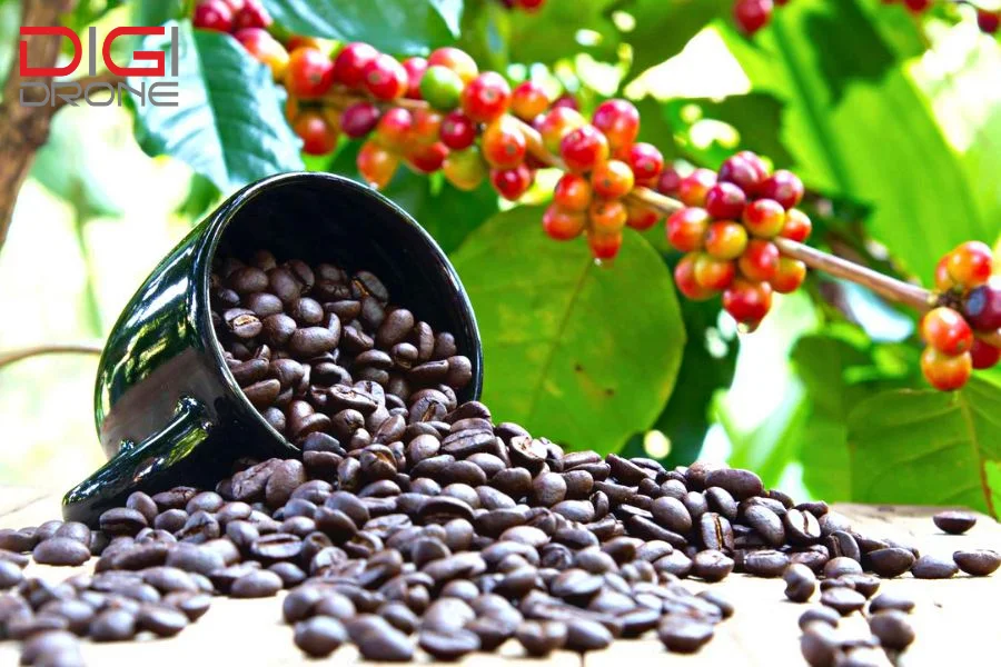 kỹ thuật trồng cây cà phê