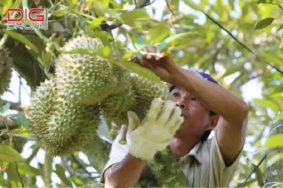 4. Kỹ thuật bón thúc cho cây sầu riêng