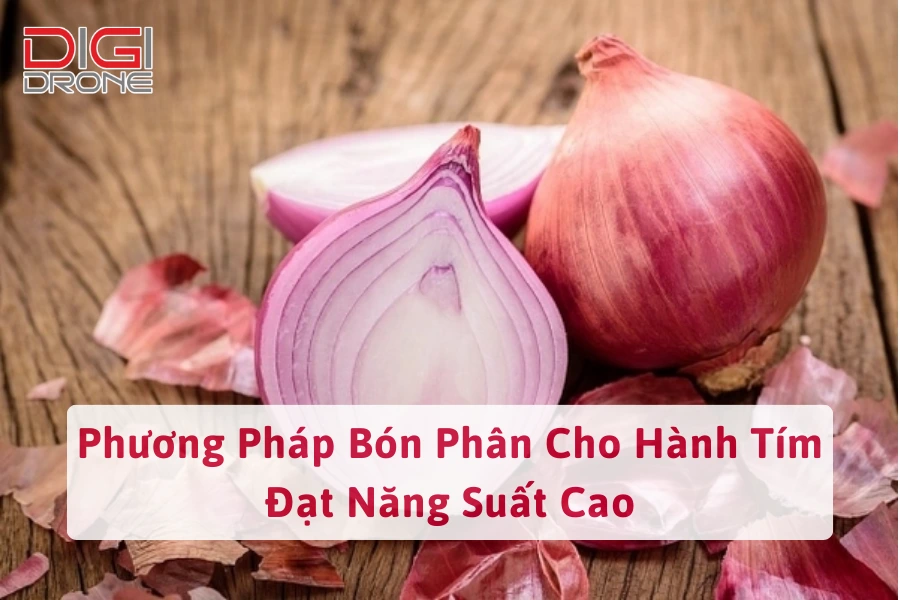 Phương Pháp Bón Phân Cho Hành Tím Đạt Năng Suất Cao