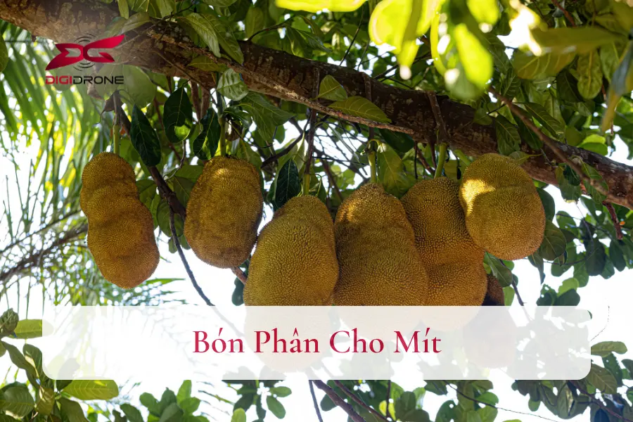 [Hướng Dẫn] Cách Bón Phân Cho Mít Đạt Năng Suất Cao