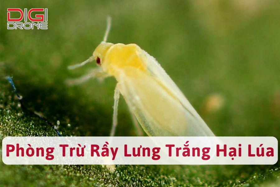 Phòng Trừ Rầy Lưng Trắng Hại Lúa Nhanh Chóng, Hiệu Quả