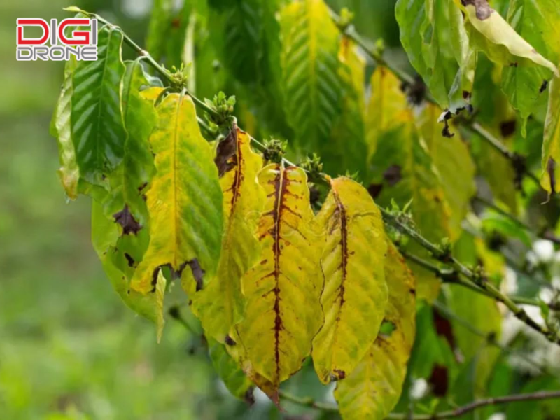 Chăm sóc cây sau khi điều trị và những lưu ý quan trọng