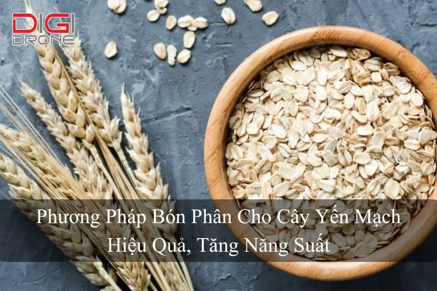 Phương Pháp Bón Phân Cho Cây Yến Mạch Hiệu Quả, Tăng Năng Suất