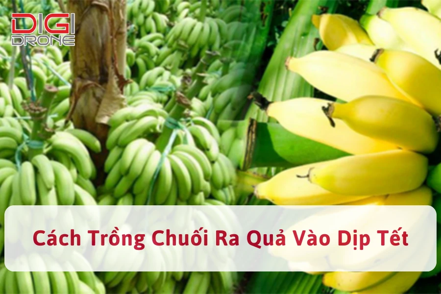 [Hướng Dẫn] Cách Trồng Chuối Ra Quả Vào Dịp Tết