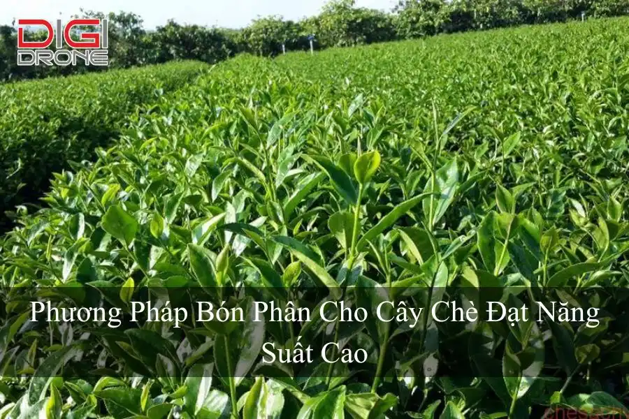 Phương Pháp Bón Phân Cho Cây Chè Đạt Năng Suất Cao