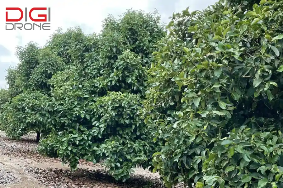 Theo dõi tình trạng cây măng cụt sau khi phun thuốc