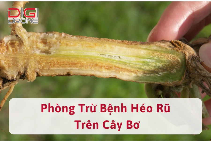 Bệnh Héo Rũ Trên Cây Bơ | Nguyên Nhân Và Cách Phòng Trừ