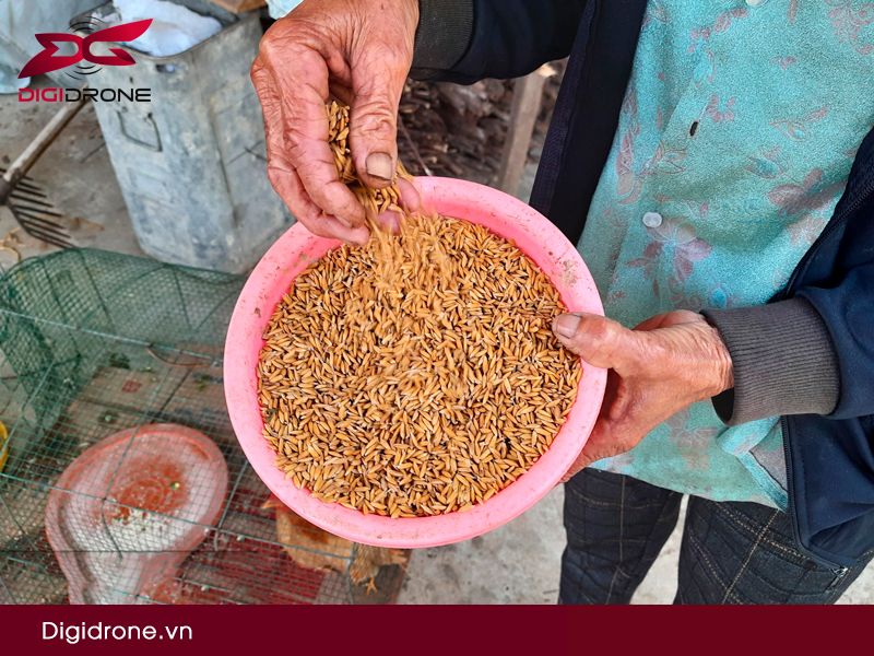 Kỹ thuật ngâm ủ giống lúa vụ mùa đúng cách