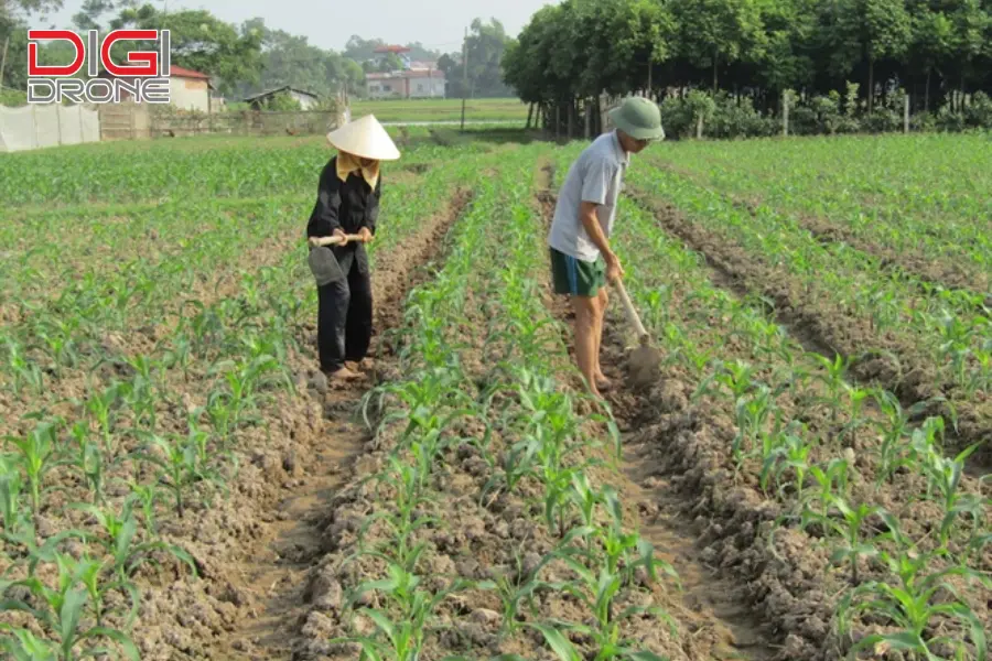 Kỹ thuật bón thúc cho cây ngô