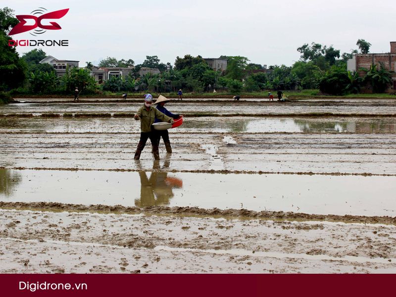 Cách ngâm ủ lúa giống vụ mùa đạt năng suất cao