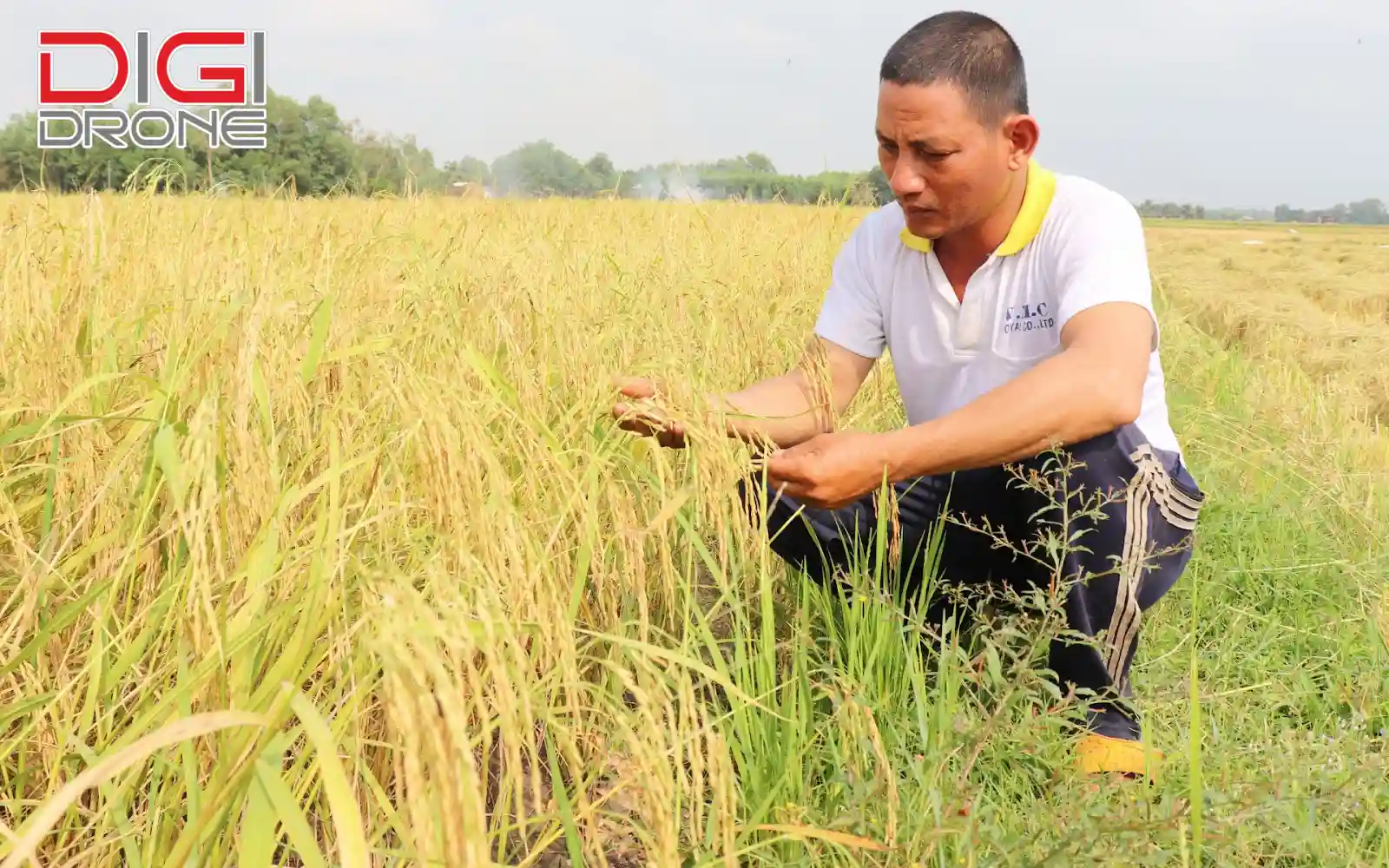 giống lúa siêu năng suất