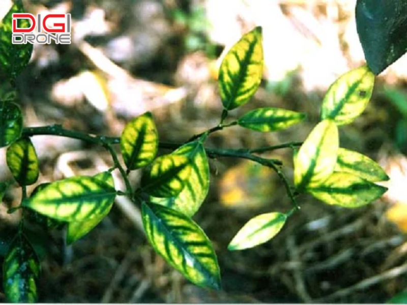Tổng quan về bệnh vàng lá gân xanh (Greening)