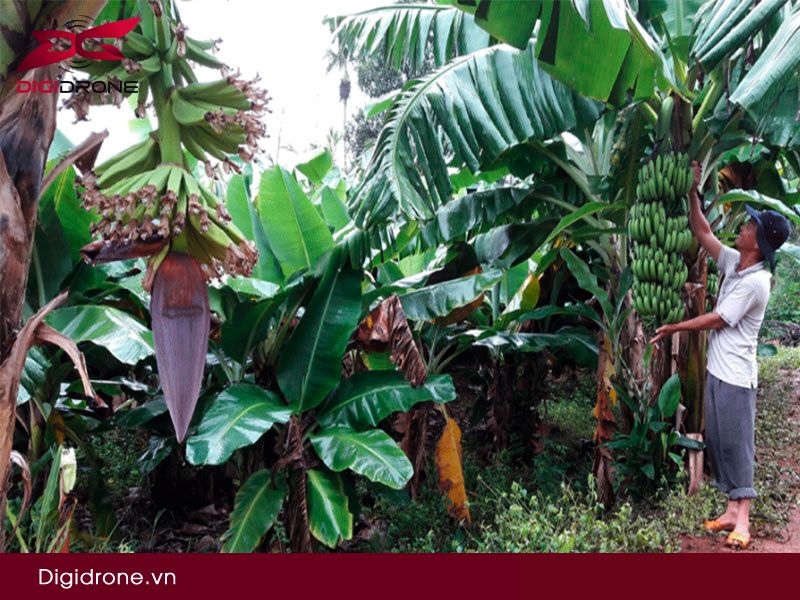 Bệnh trên quả chuối thường gặp & biện pháp phòng trừ