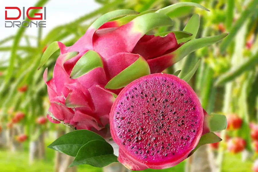 Cách pha chế và phun thuốc cho cây thanh long đúng kỹ thuật Cách pha chế và phun thuốc cho cây thanh long đúng kỹ thuật