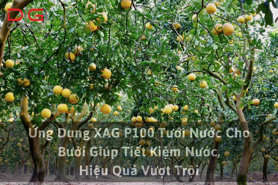 Ứng Dụng XAG P100 Tưới Nước Cho Bưởi Giúp Tiết Kiệm Nước, Hiệu Quả Vượt Trội