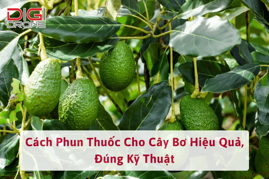 Cách Phun Thuốc Cho Cây Bơ Hiệu Quả, Đúng Kỹ Thuật