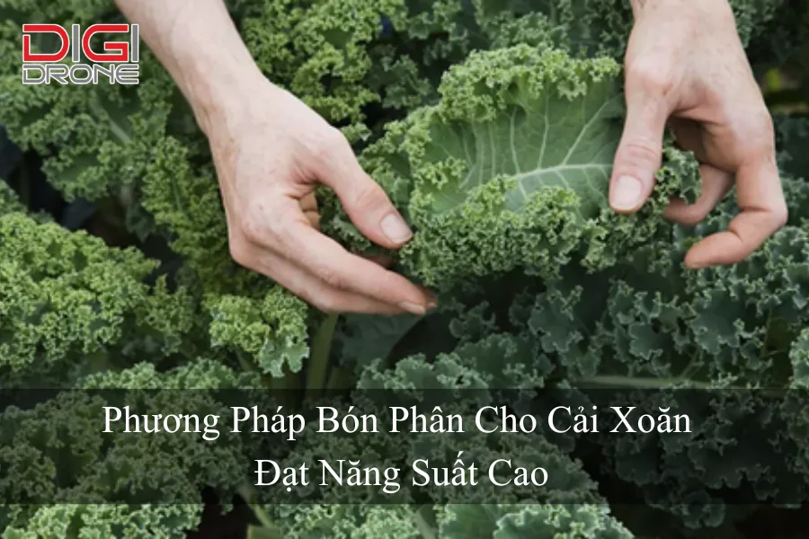 Phương Pháp Bón Phân Cho Cải Xoăn Đạt Năng Suất Cao