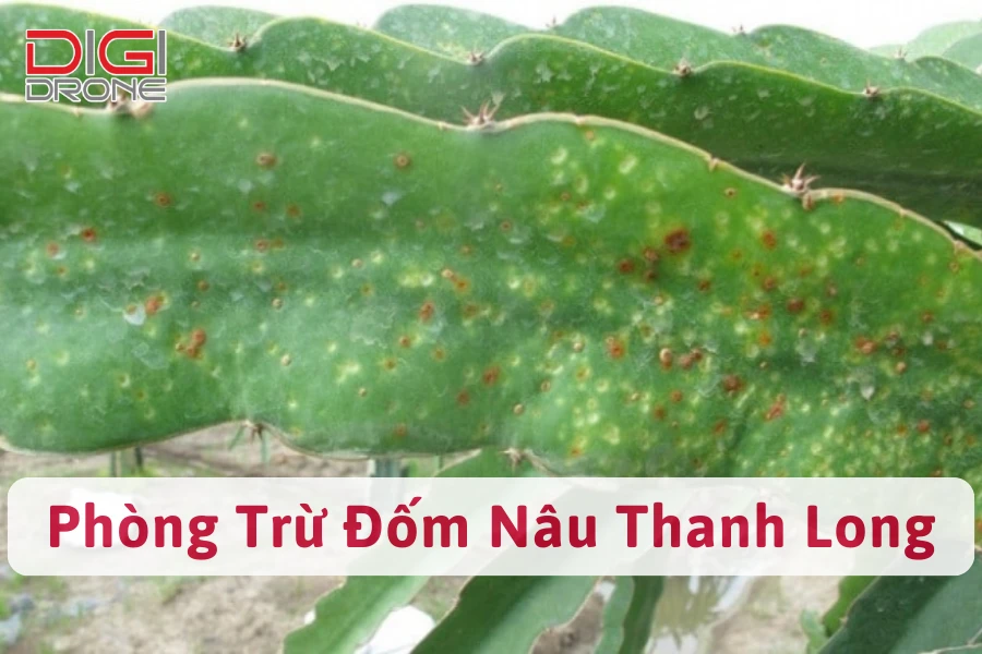 Bệnh Đốm Nâu Thanh Long | Nguyên Nhân Và Cách Xử Lý Hiệu Quả