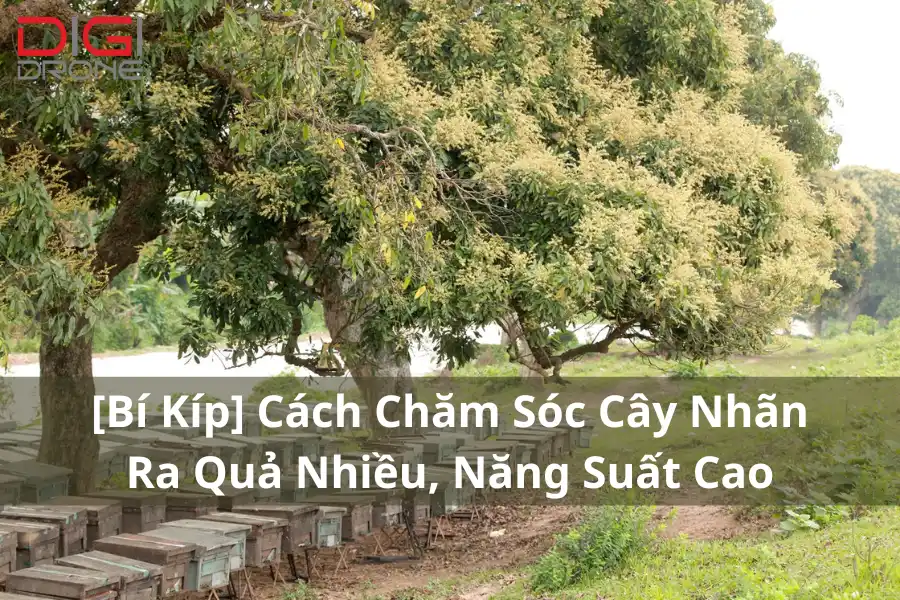 [Bí Kíp] Cách Chăm Sóc Cây Nhãn Ra Quả Nhiều, Năng Suất Cao