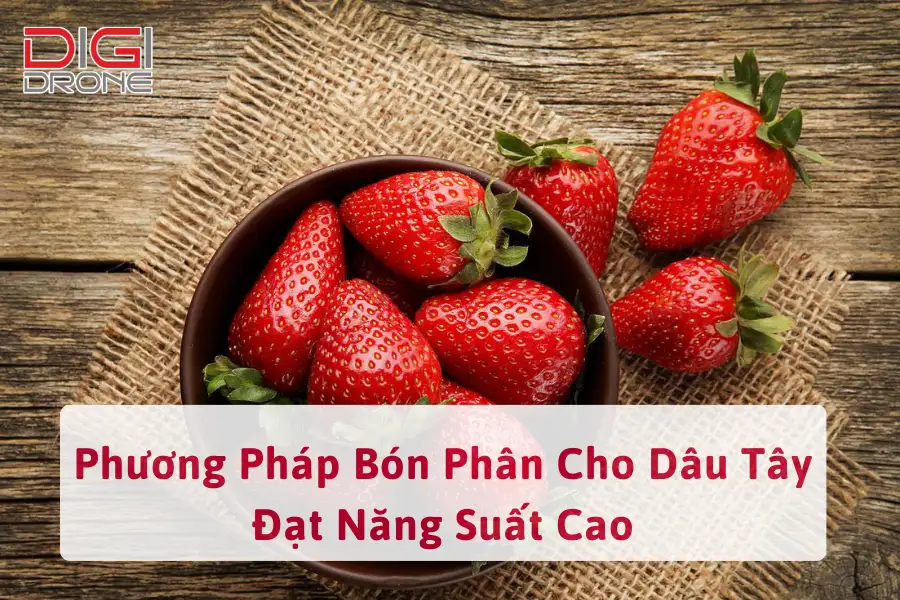 Phương Pháp Bón Phân Cho Dâu Tây Đạt Năng Suất Cao