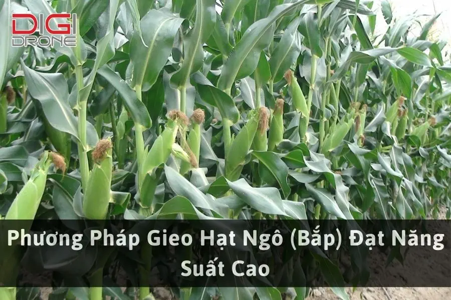 Phương Pháp Gieo Hạt Ngô (Bắp) Đạt Năng Suất Cao