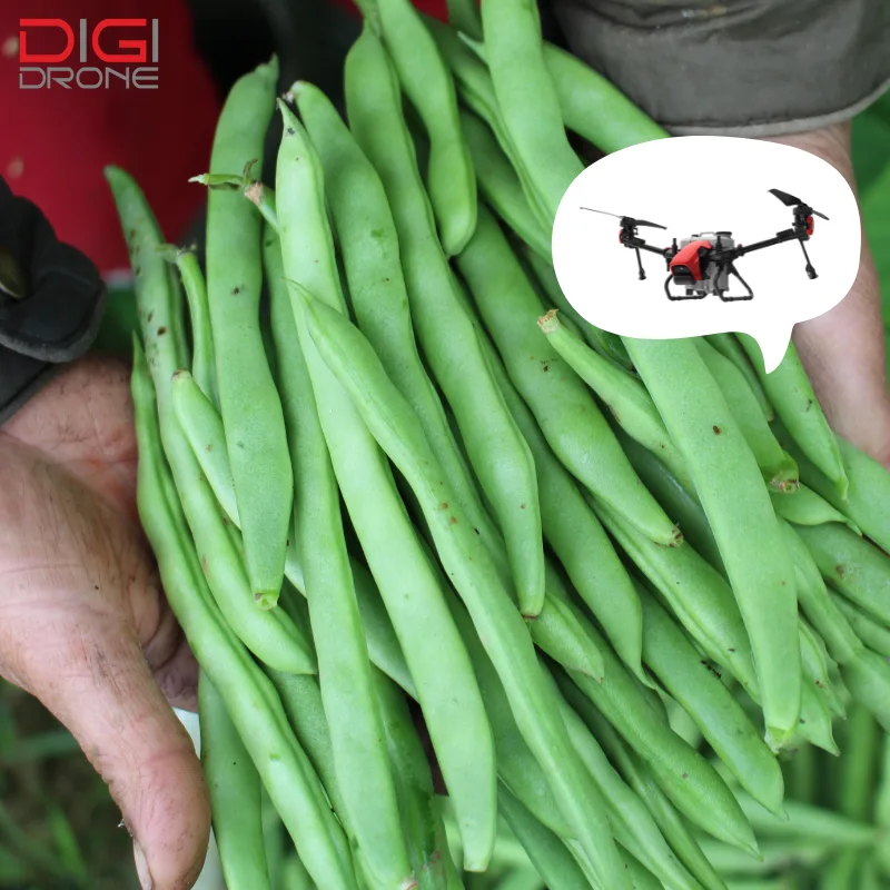 Kỹ thuật phun thuốc trừ sâu bằng drone