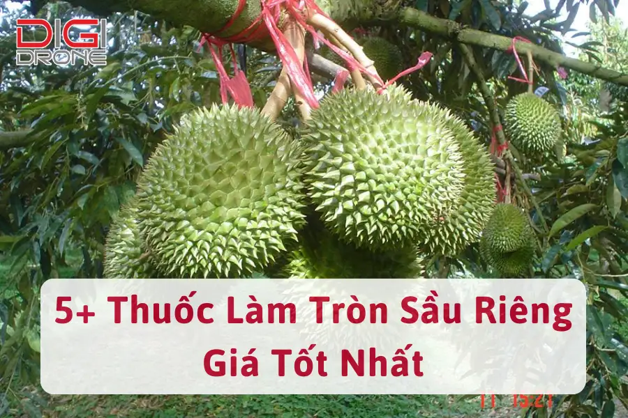 5+ Thuốc Làm Tròn Sầu Riêng Bị Méo Trái Giá Tốt, Hiệu Quả