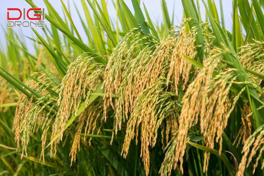 cách ngâm lúa giống
