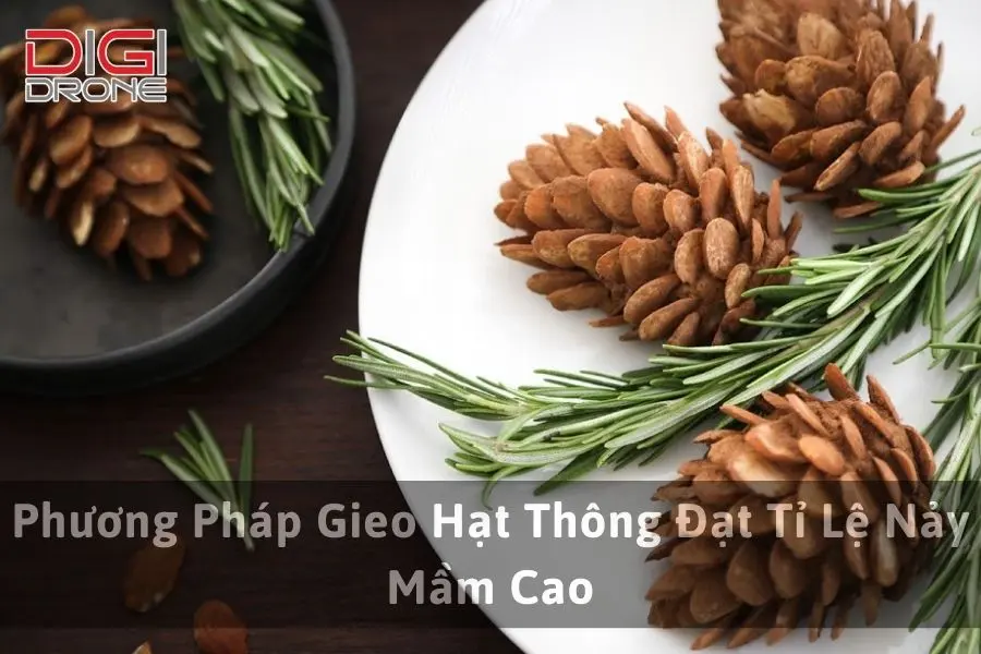 Phương Pháp Gieo Hạt Thông Đạt Tỉ Lệ Nảy Mầm Cao