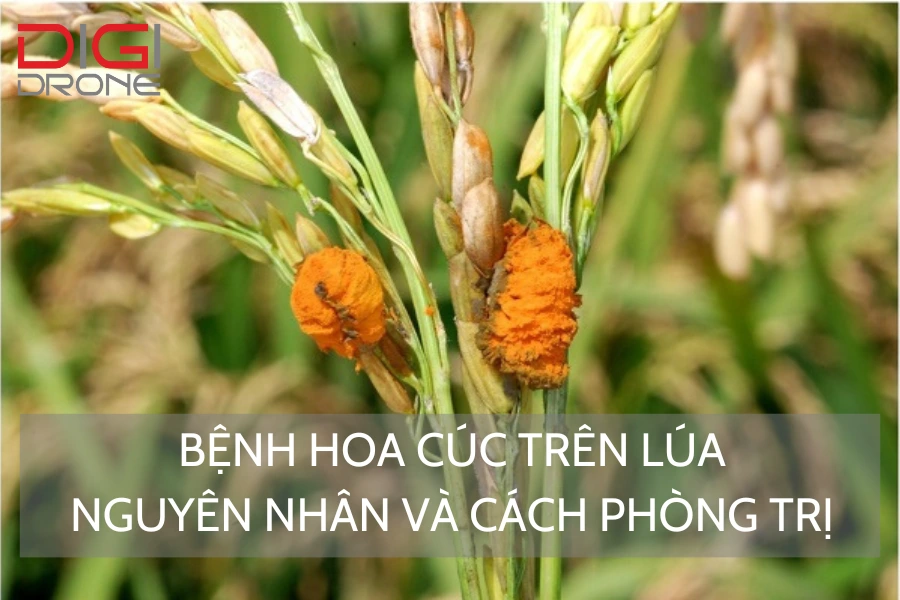 Bệnh hoa cúc trên lúa | Nguyên nhân và cách phòng trị