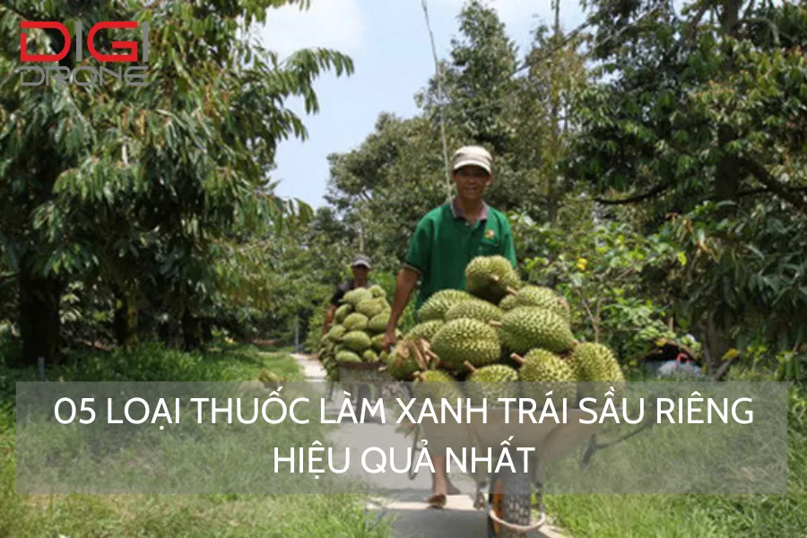 5 Loại Thuốc Làm Xanh Trái Sầu Riêng Hiệu Quả Nhất