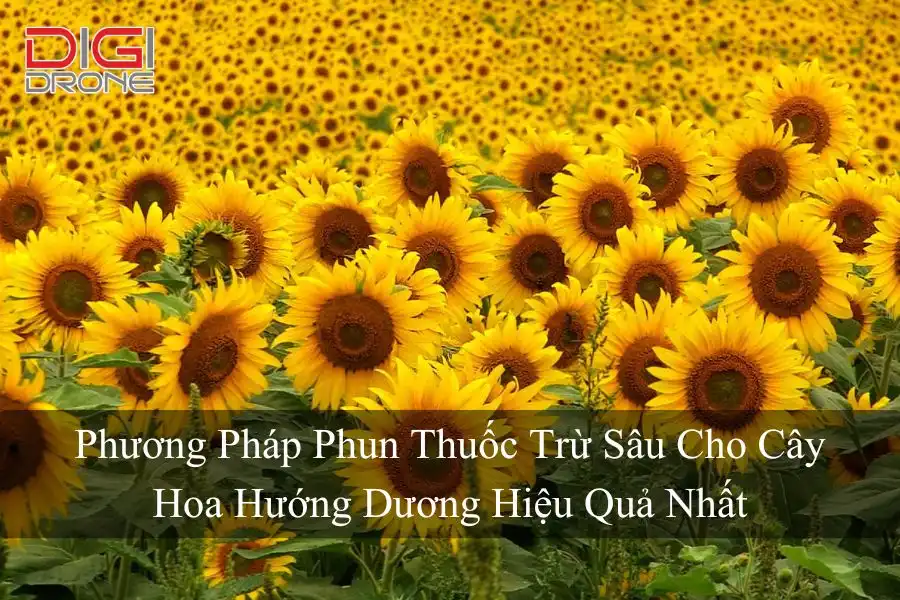 Phương Pháp Phun Thuốc Trừ Sâu Cho Cây Hoa Hướng Dương Hiệu Quả Nhất