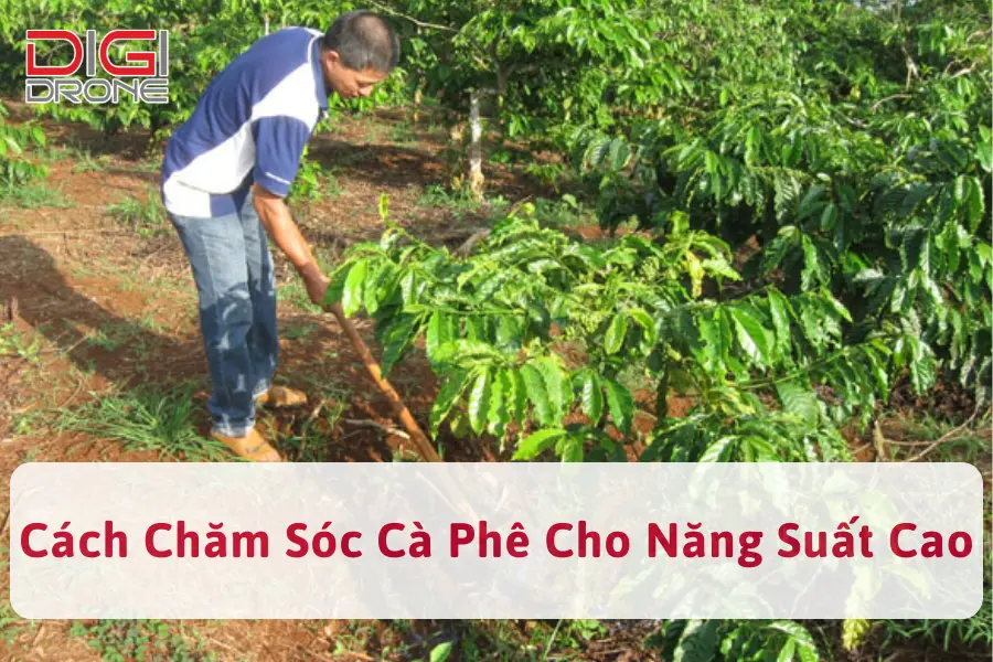 5+ Cách Chăm Sóc Cà Phê Cho Năng Suất Cao, Chất Lượng