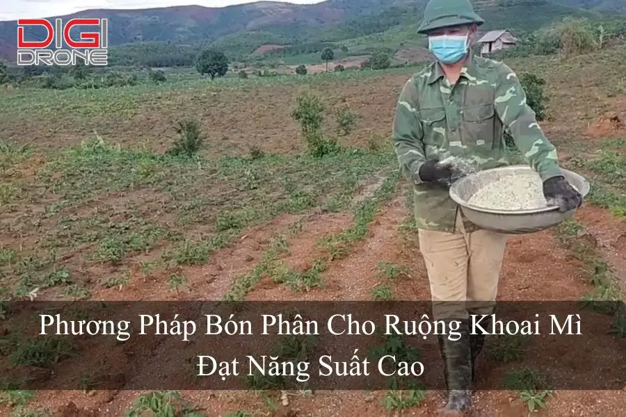 Phương Pháp Bón Phân Cho Ruộng Khoai Mì Đạt Năng Suất Cao