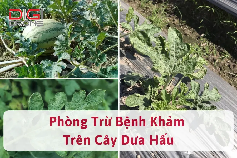 Bệnh Khảm Trên Dưa Hấu | Dấu Hiệu Và Cách Xử Lý Hiệu Quả