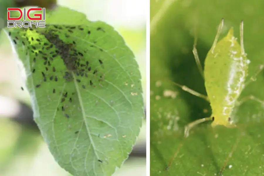  Rệp (Aphids)