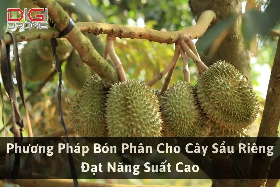 Phương Pháp Bón Phân Cho Cây Sầu Riêng Đạt Năng Suất Cao