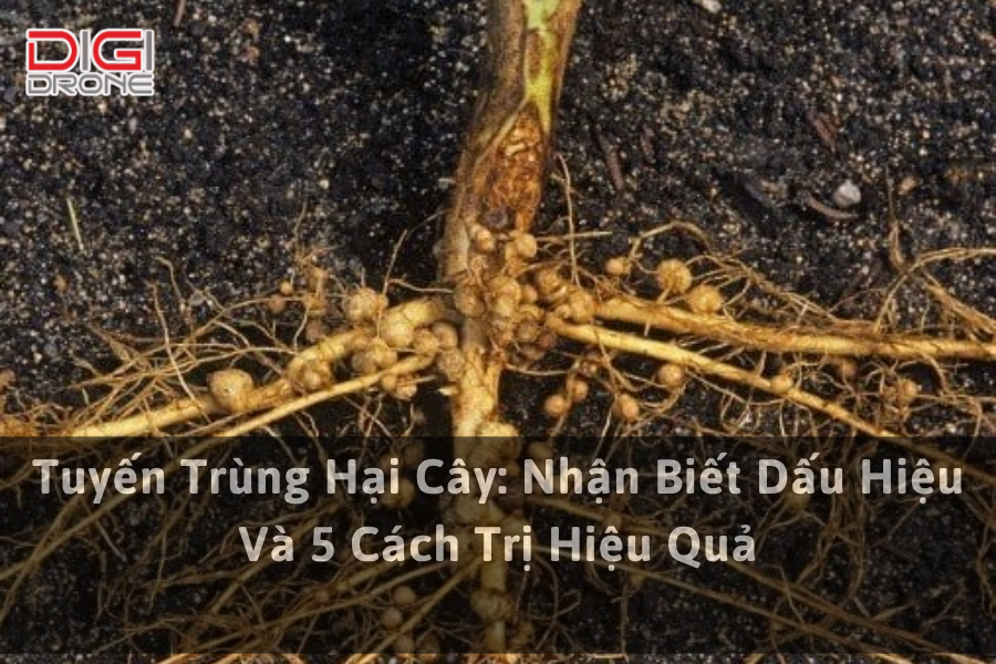 Tuyến Trùng Hại Cây: Nhận Biết Dấu Hiệu Và 5 Cách Trị Hiệu Quả
