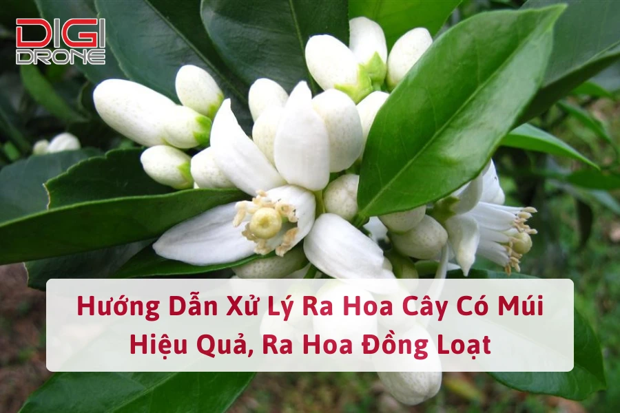 Hướng Dẫn Xử Lý Ra Hoa Cây Có Múi Hiệu Quả, Ra Hoa Đồng Loạt