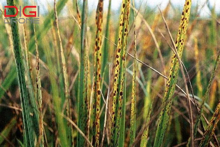 bệnh khô vằn hại lúa