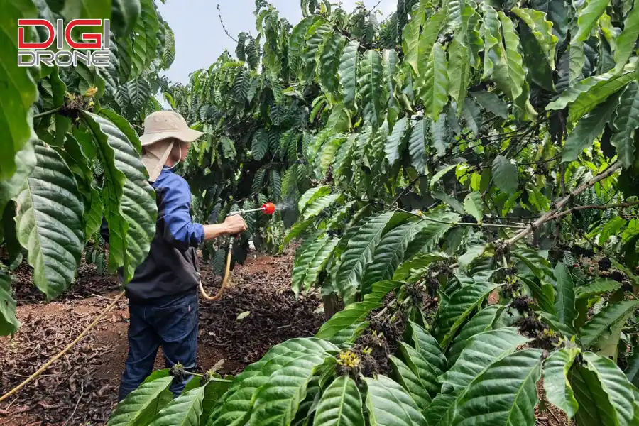 Kỹ thuật bón thúc cho cây cà phê