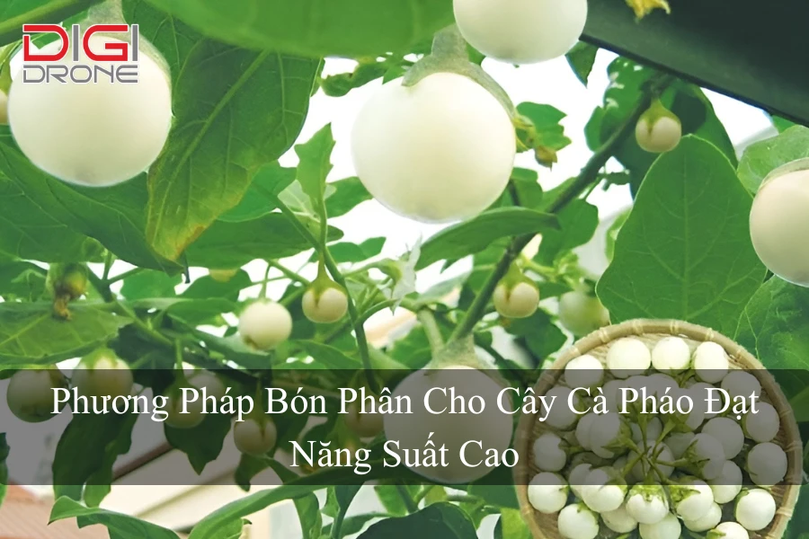 Phương Pháp Bón Phân Cho Cây Cà Pháo Đạt Năng Suất Cao