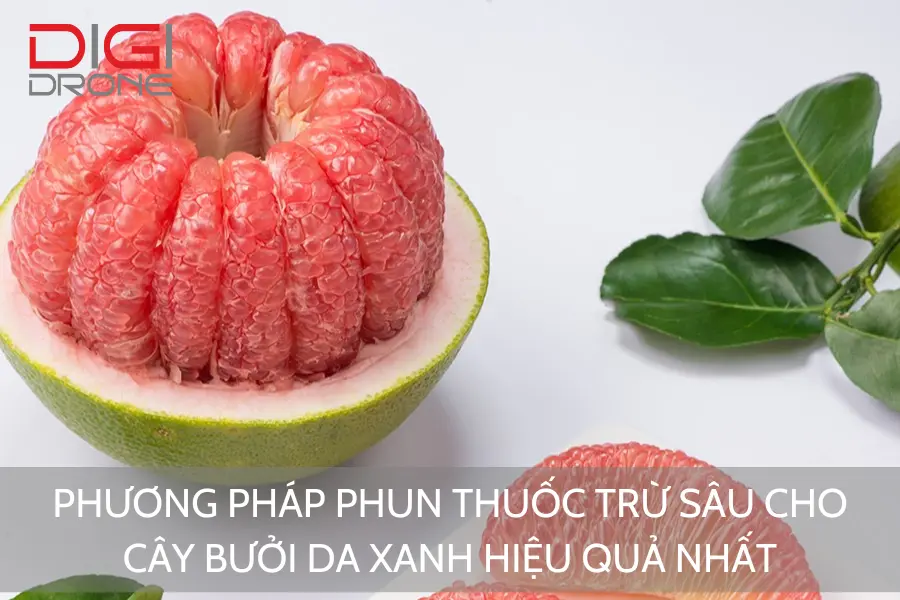 Phương Pháp Phun Thuốc Trừ Sâu Cho Cây Bưởi Da Xanh Hiệu Quả Nhất