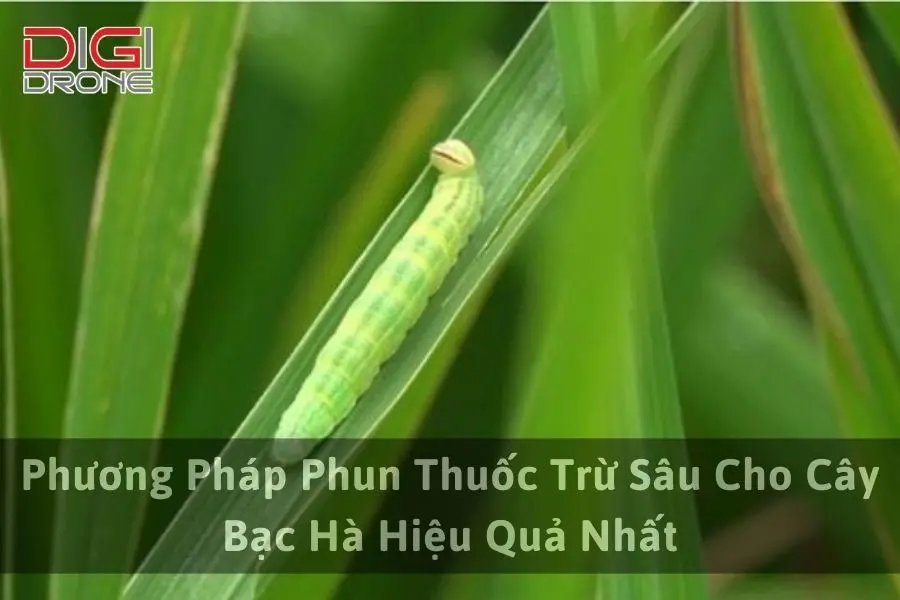 Phương Pháp Phun Thuốc Trừ Sâu Cho Cây Bạc Hà Hiệu Quả Nhất