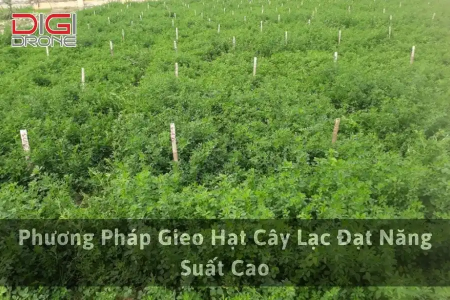 Phương Pháp Gieo Hạt Cây Lạc Đạt Năng Suất Cao